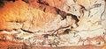 Hall of the Bulls. Lascaux cave painting. France, c15000-10000BC